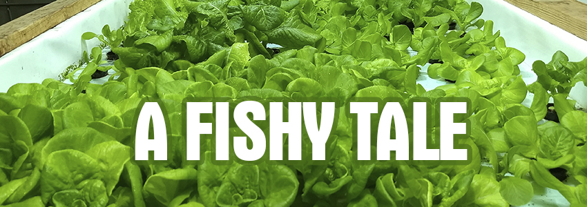 A Fishy Tale